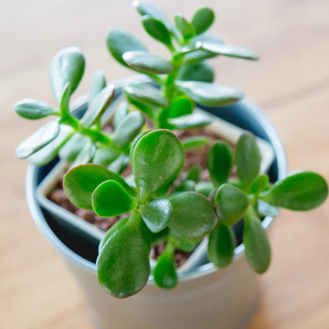 Money Plant